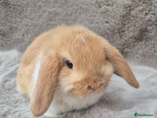Mini Lop rabbits for sale: Mini lop for sale - Advert 1