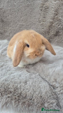 Mini Lop rabbits Mini lop for sale - Advert 2