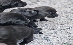 Labrador Retriever dogs for sale: Stunning Labrador KC Registered Puppies - Image 10