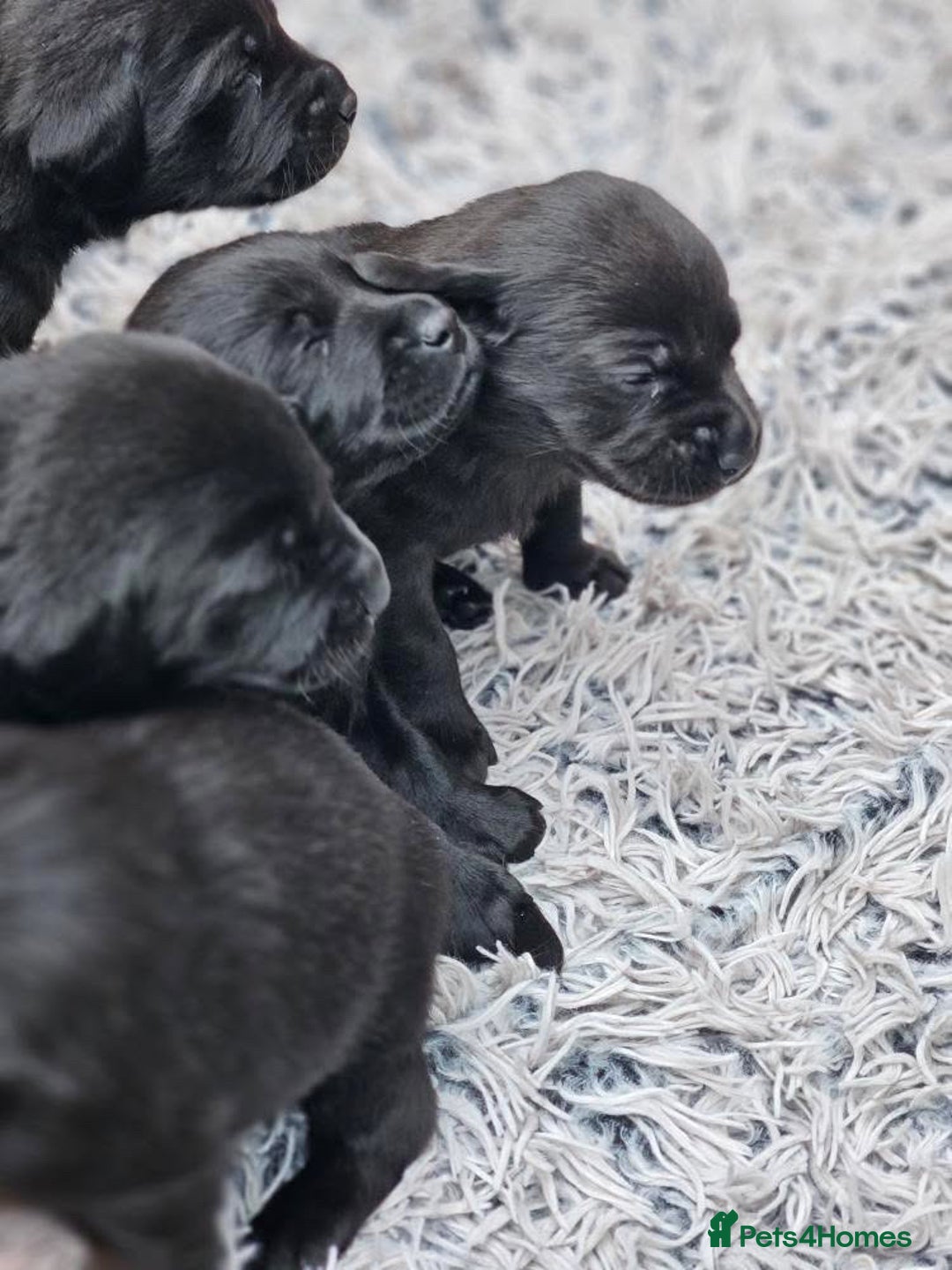 Labrador Retriever dogs for sale: Stunning Labrador KC Registered Puppies - Image 10