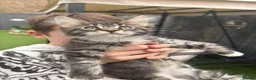 Maine Coon cats for sale: 🐾PUREBRED🐾 Registered Mainecoon Kittens - Advert 27