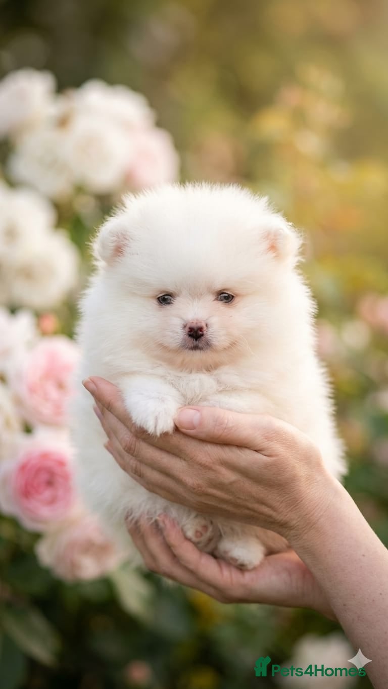 Pomeranian dogs Adorable Pomeranian Puppies for Sale  - Advert 1
