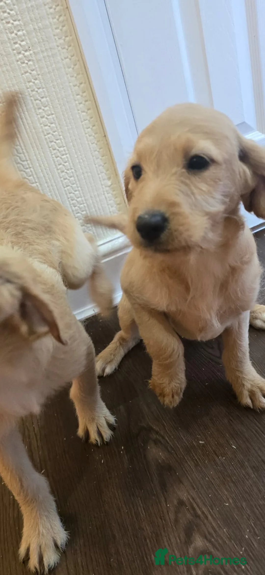 Goldendoodle dogs for sale: Goldendoodle puppys in Chichester - Advert 12