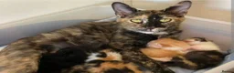 Mixed Breed cats for sale: Grey and ginger kitten Moon - Advert 11