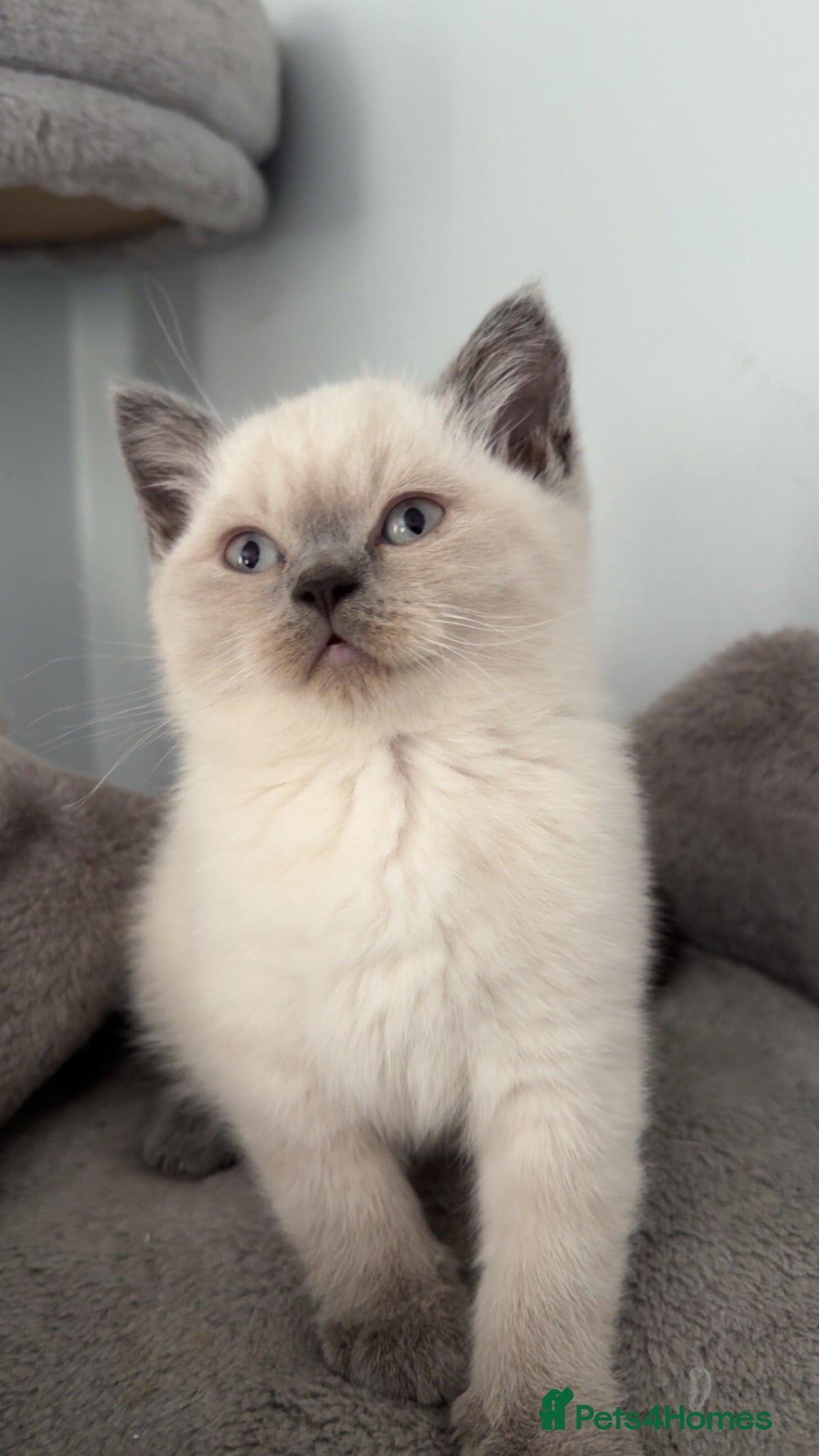 British Shorthair cats British Shorthair Kittens Ready for a Loving Home - Advert 17