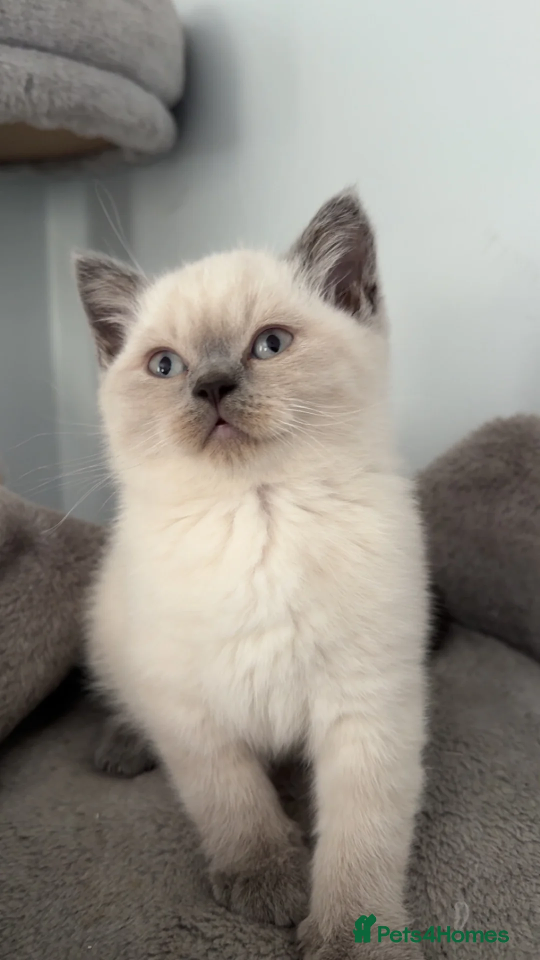 British Shorthair cats for sale: British Shorthair Kittens Ready for a Loving Home - Advert 1