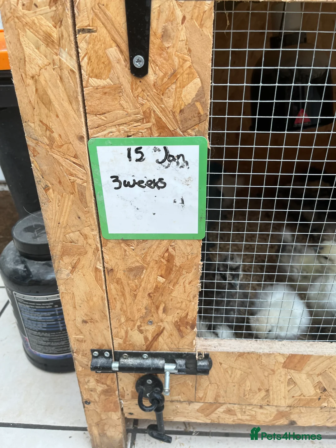 Chickens poultry for sale: Chicks, pullets, cockerels  - Advert 15