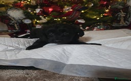 Cockapoo dogs for sale: Cockapoo puppies  - Advert 16