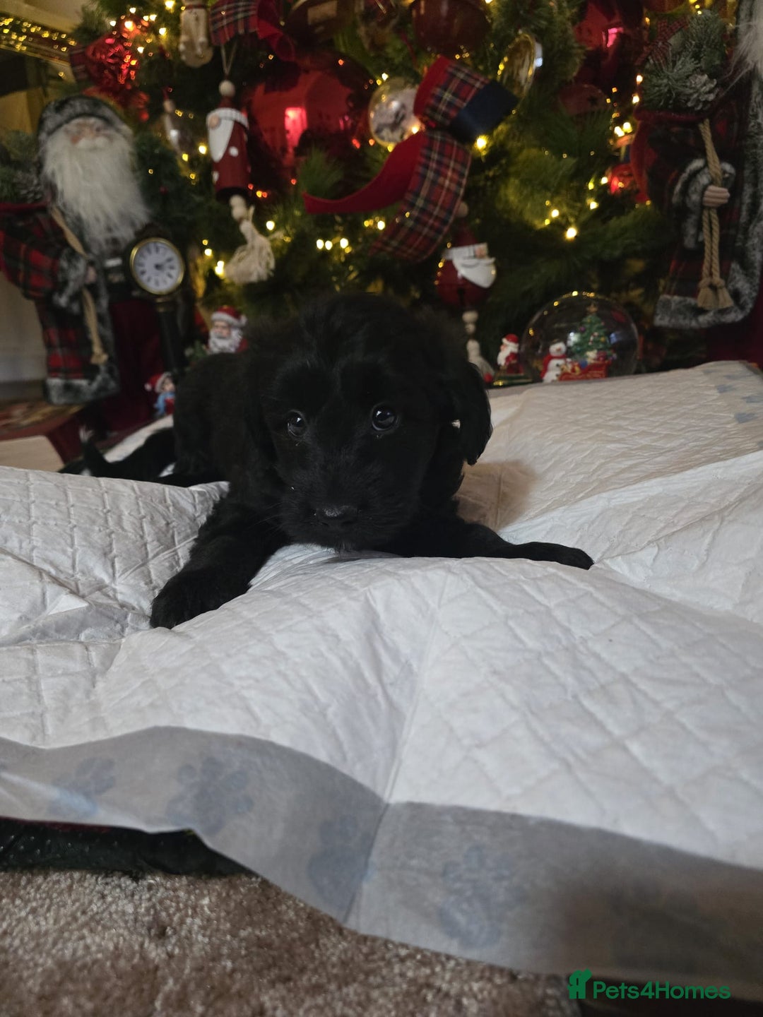 Cockapoo dogs for sale: Cockapoo puppies  - Advert 16