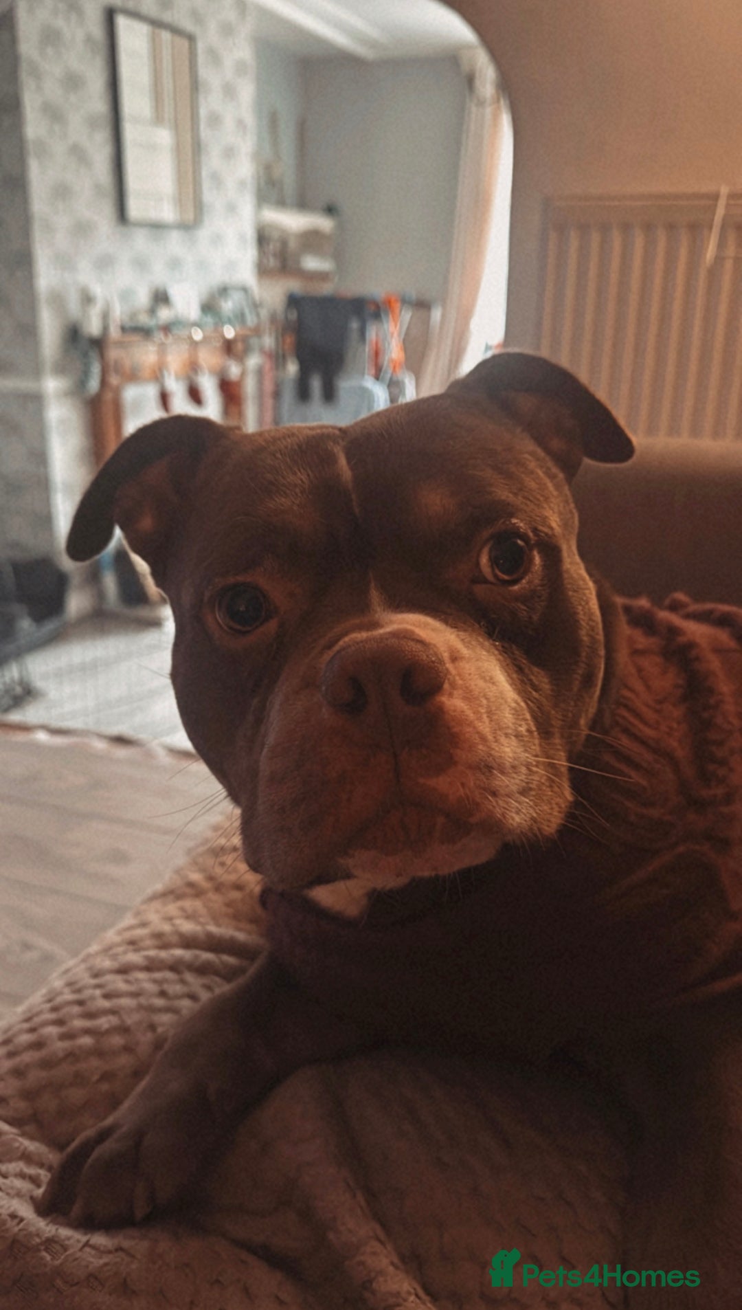 American Bulldog dogs for sale: Micro Bulldog - 2 years old - very loving - Advert 6