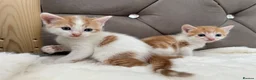 Mixed Breed cats for sale: Gorgeous ginger kittens  - Advert 20