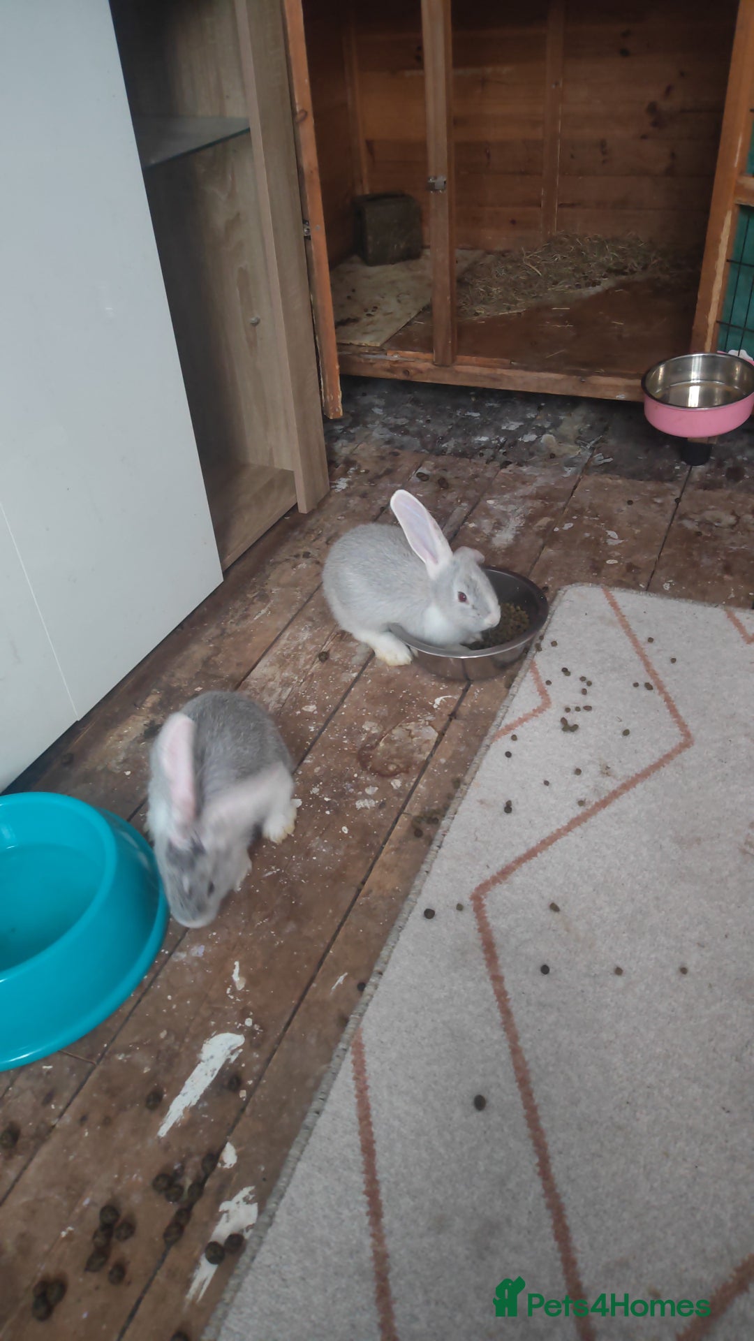 Flemish rabbits for sale: Pure flemish  - Image 6