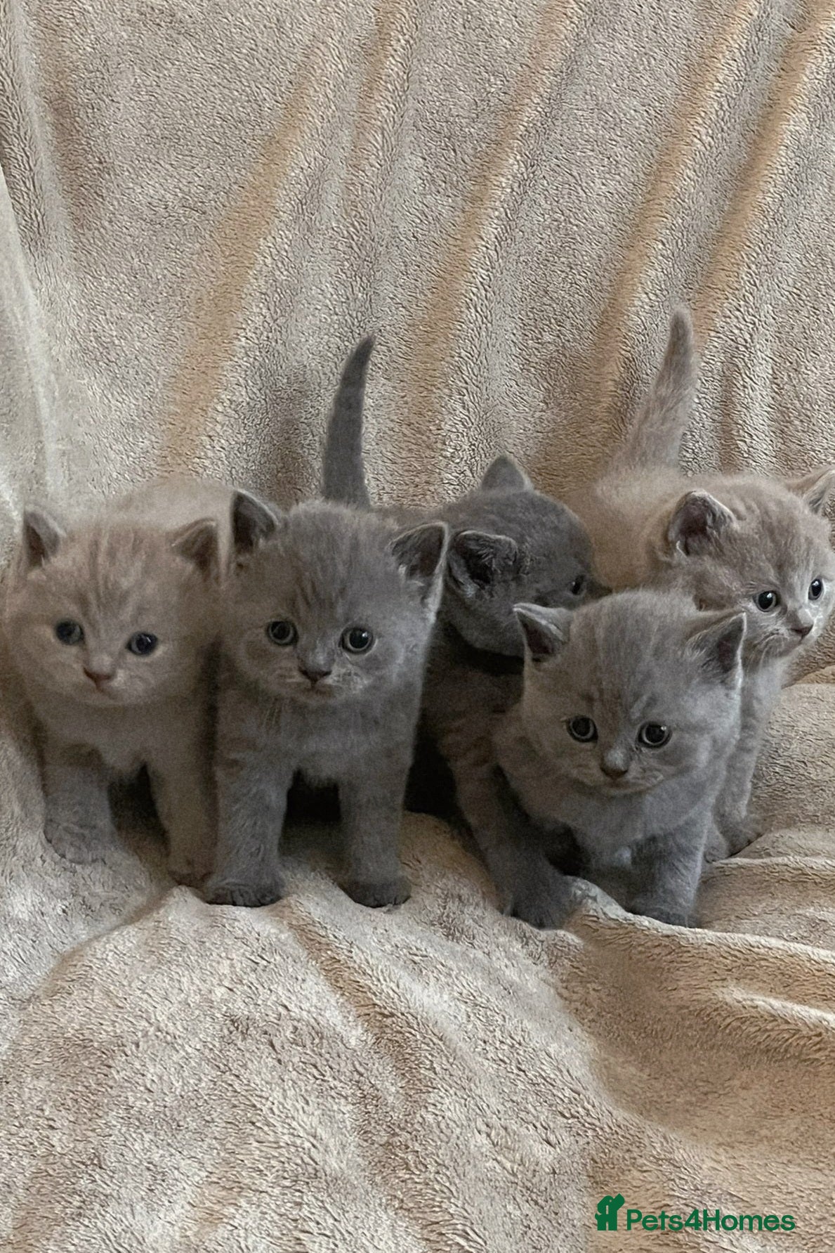 British Shorthair cats Beautiful British Shorthair Kittens - Advert 17