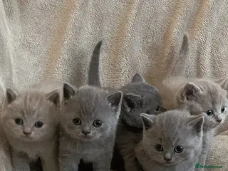 British Shorthair cats Beautiful British Shorthair Kittens - Advert 17