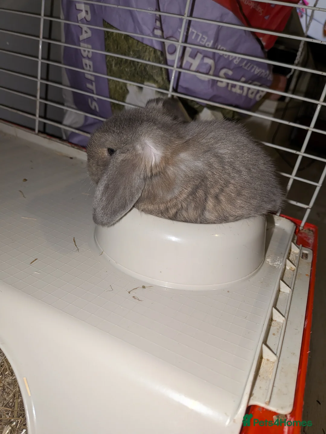Mini Lop rabbits for sale: Mini lop babies - Advert 13