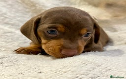 Miniature Dachshund dogs for sale: Mini Dachshund KC Reg -  ONLY 3 MALE PUPS LEFT!  - Advert 17