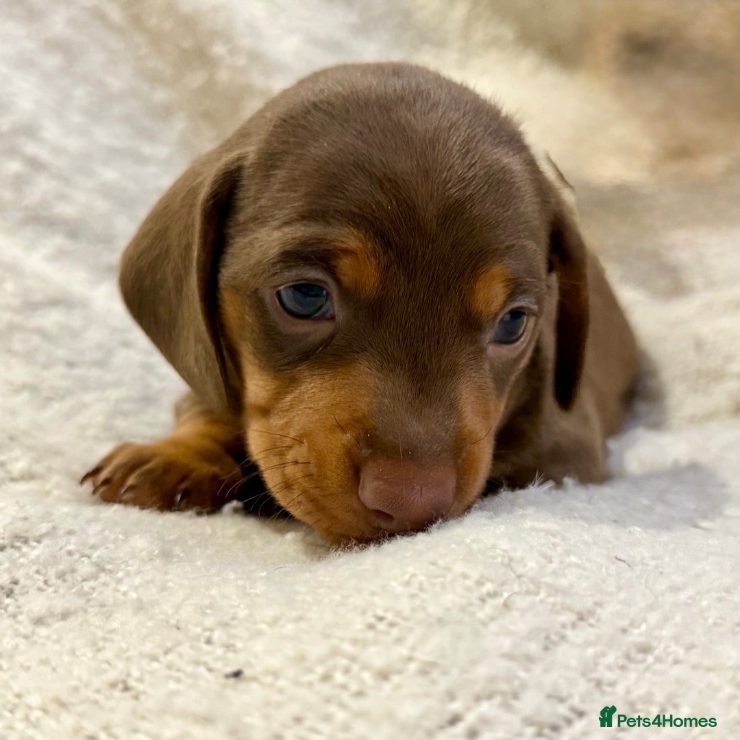 Miniature Dachshund dogs for sale: Mini Dachshund KC Reg -  ONLY 3 MALE PUPS LEFT!  - Advert 17