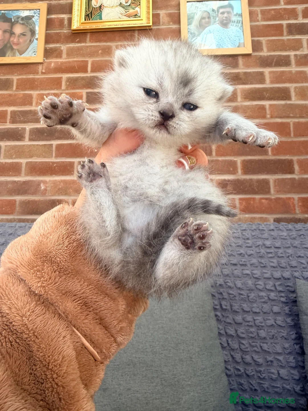 Scottish Fold cats for sale: Scottish fold❤️❤️❤️❤️ - Advert 11