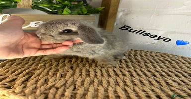 Mini Lop rabbits - Advert 12