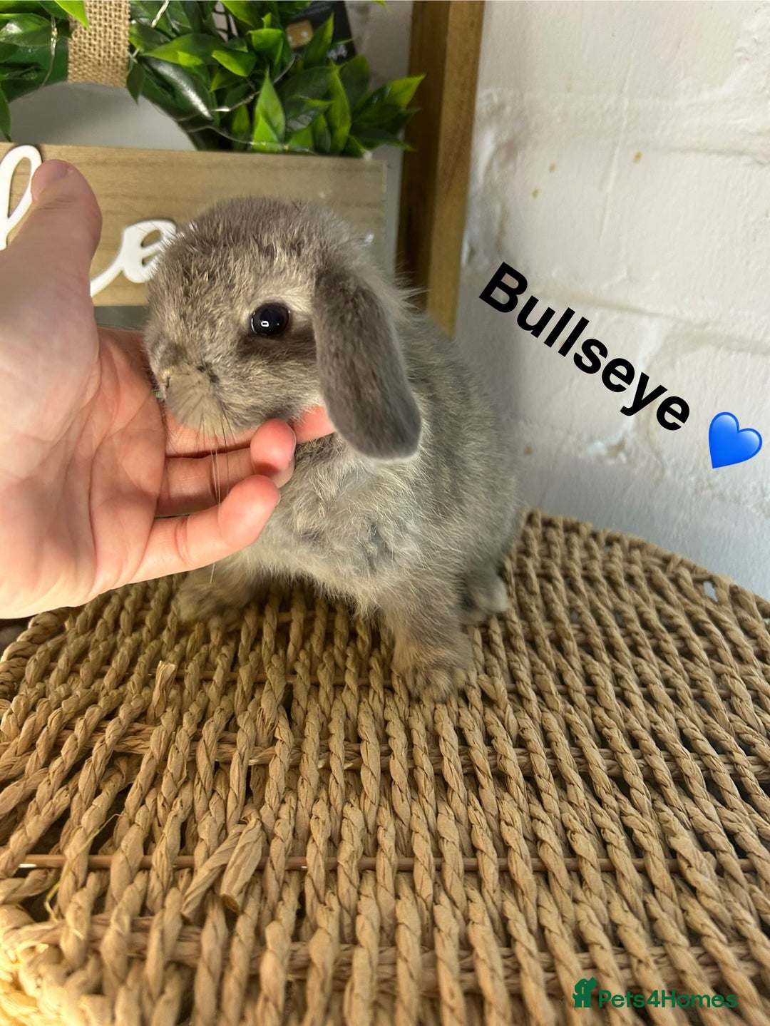 Mini Lop rabbits for sale: Mini lop babies  - Image 3