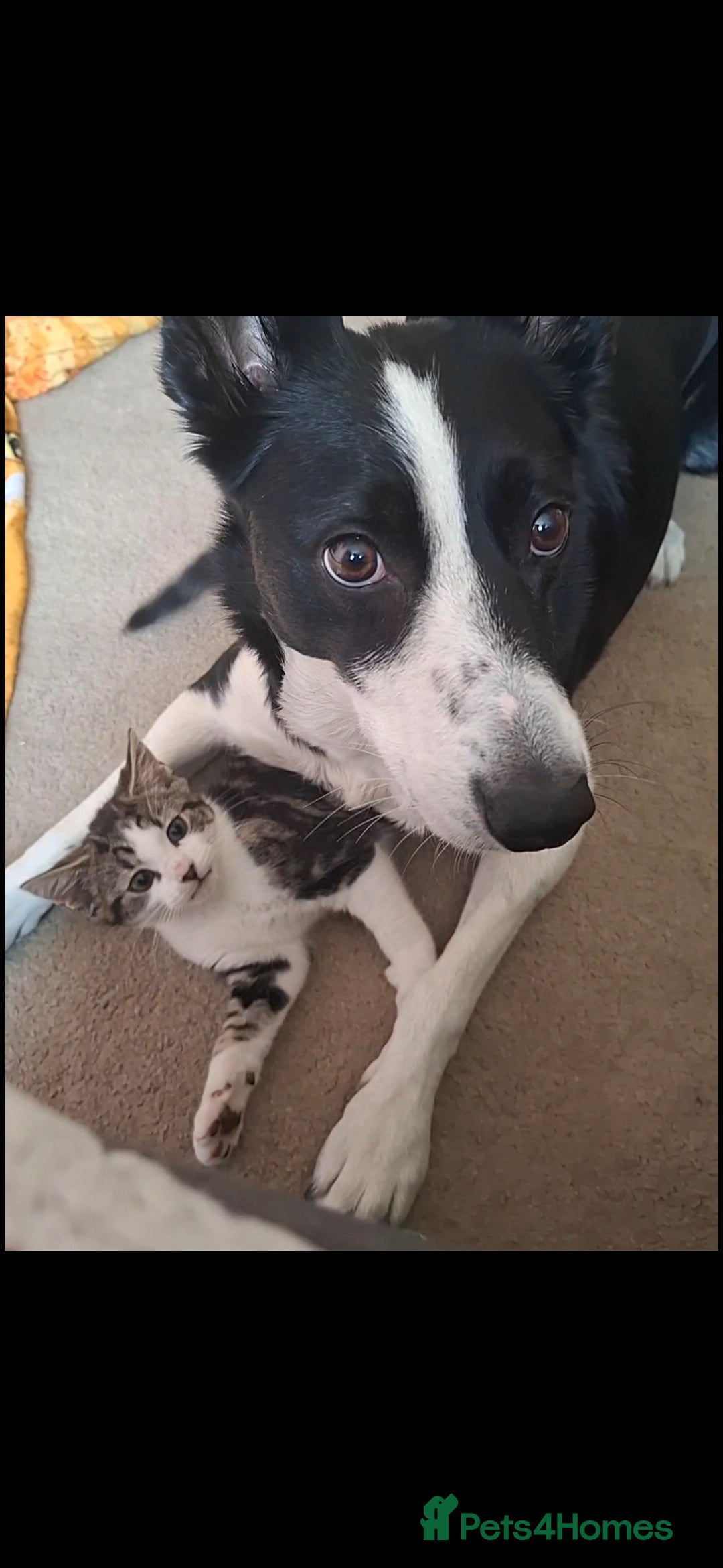 Domestic Shorthair cats for sale: Free, lovely 4 month old boy - Image 3