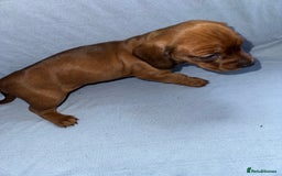 Mixed Breed dogs for sale: Docker - miniature daschund X American cocker  - Image 14