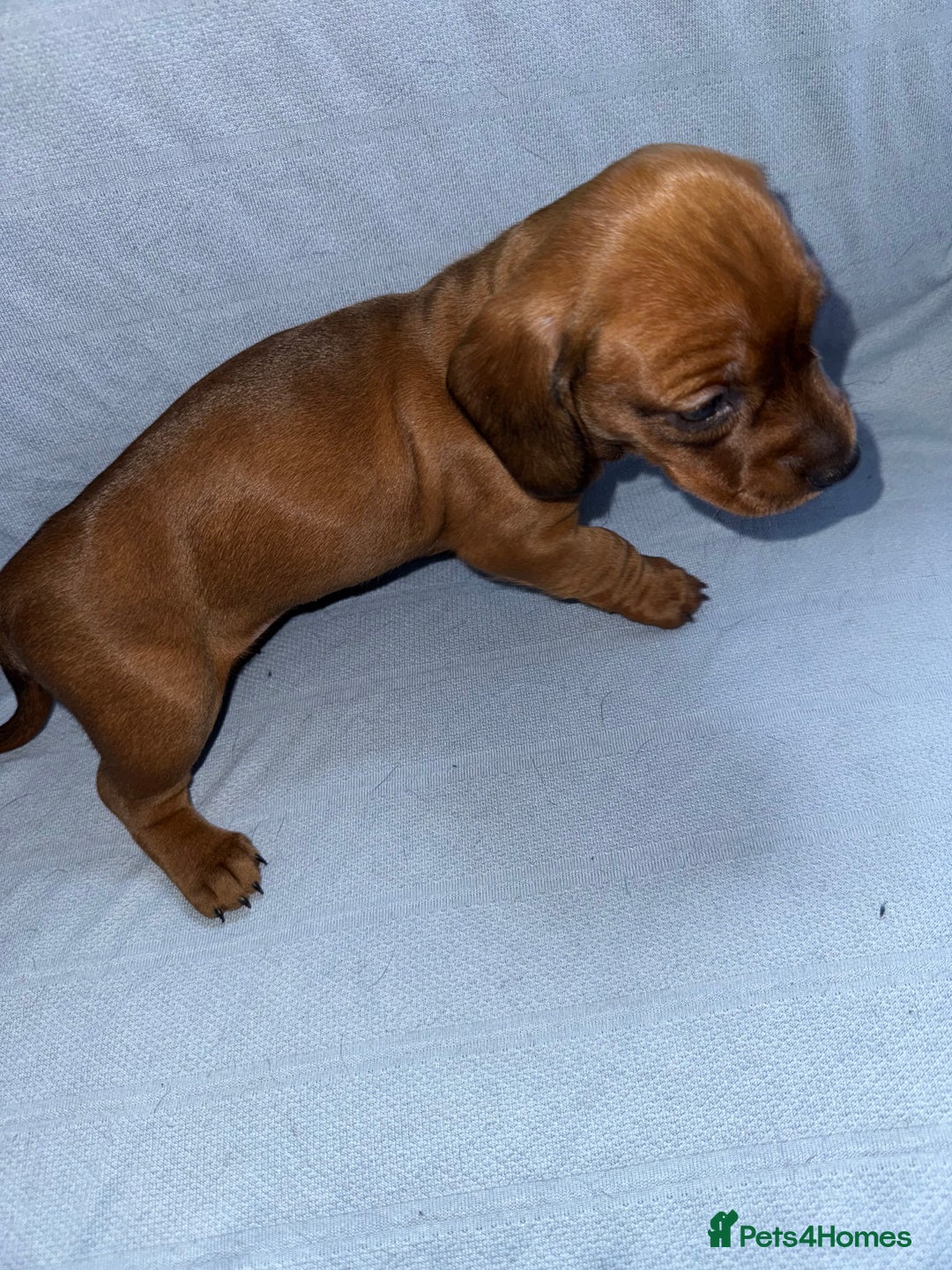 Mixed Breed dogs for sale: Docker - miniature daschund X American cocker  - Image 14