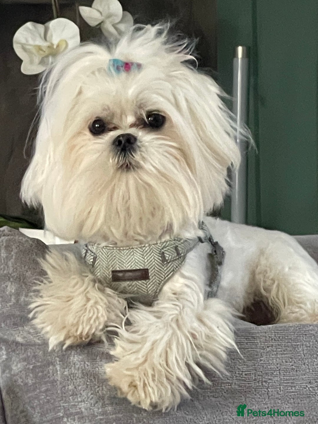 Maltese dogs for stud: Romeo - Full Korean Maltese Available for STUD  - Image 3