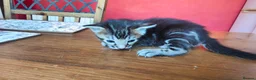 Mixed Breed cats for sale: Beautiful half Bengal kittens available - Advert 24