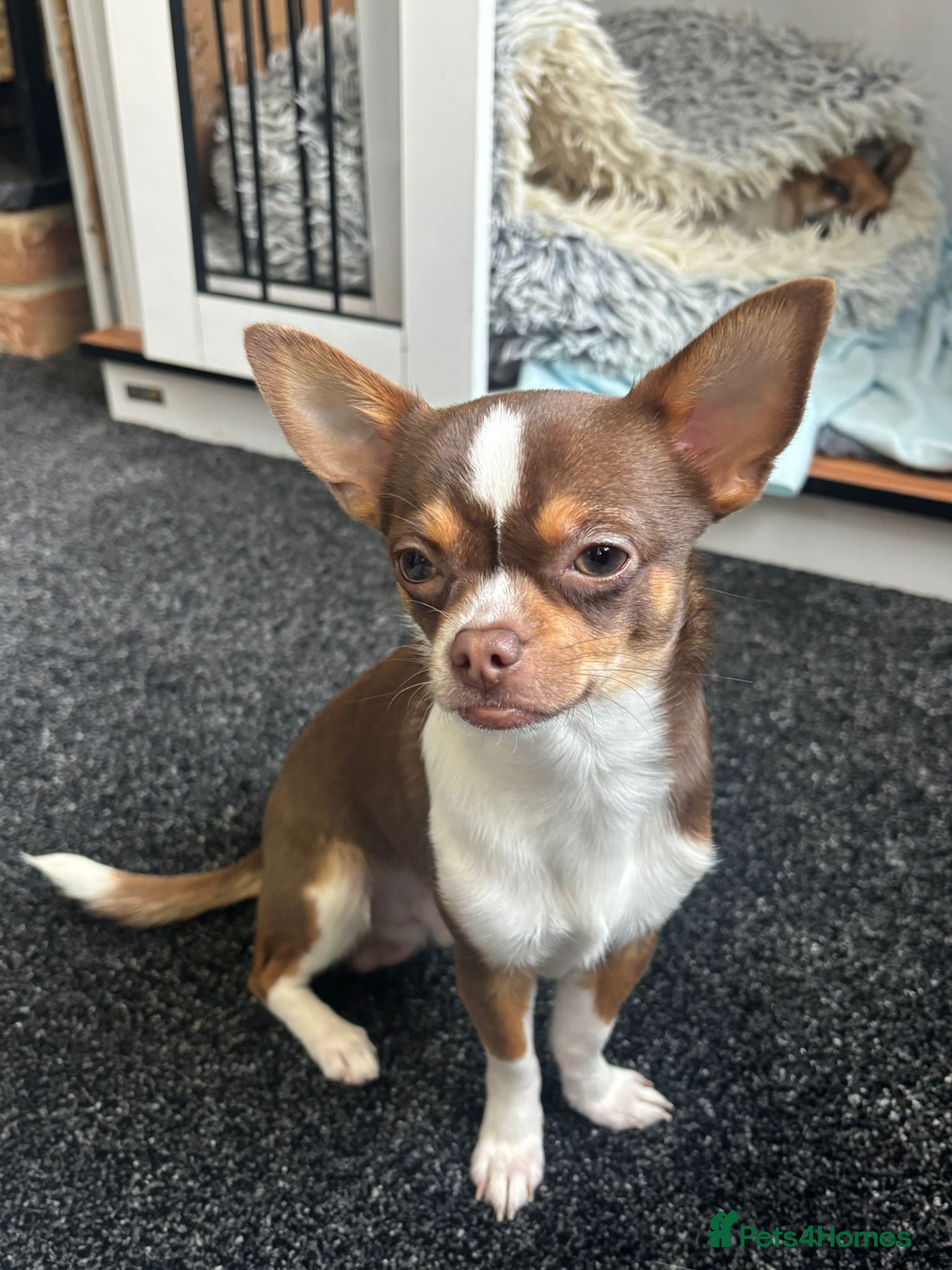 Chihuahua dogs Chihuahuas  - Advert 1