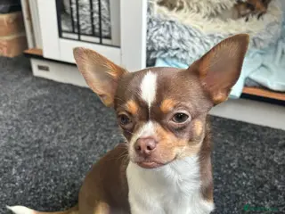 Chihuahua dogs Chihuahuas - Advert 1