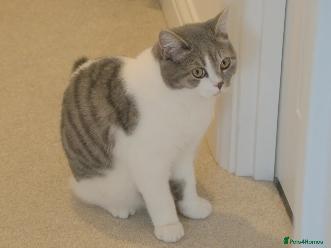 Mixed Breed cats for sale: Male Kitten British Shorthair Mix - Advert 7