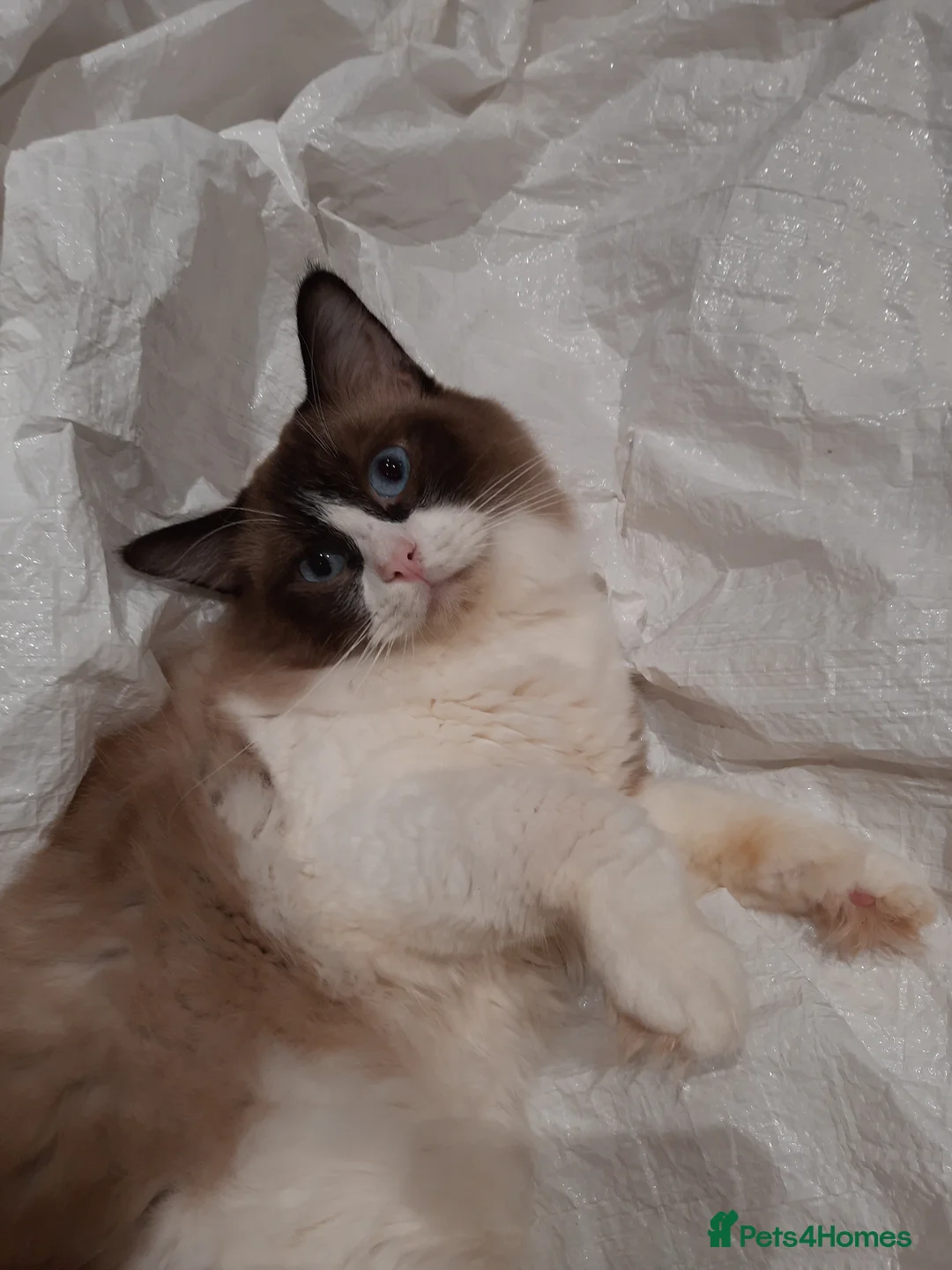 Ragdoll cats for sale: ACTIVE Ragdoll Proven Male GCCF & TICA Bi-Colour  - Advert 5