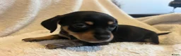 Chihuahua dogs for sale: Chihuahua X Miniature Dashund - Advert 27