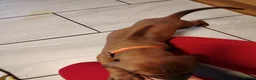 Rhodesian Ridgeback dogs for sale: Beautiful Rhodesian Ridgeback puppies-Family pet - Advert 30