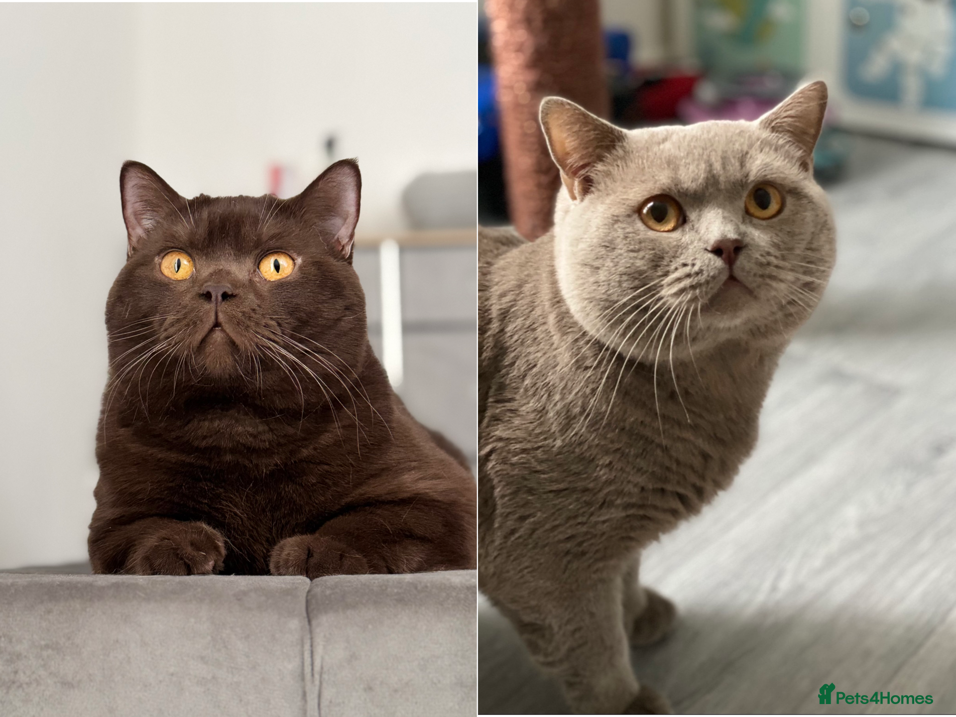 British Shorthair cats GCCF  Registered Chocolate & Lilac Active Studs  - Advert 1