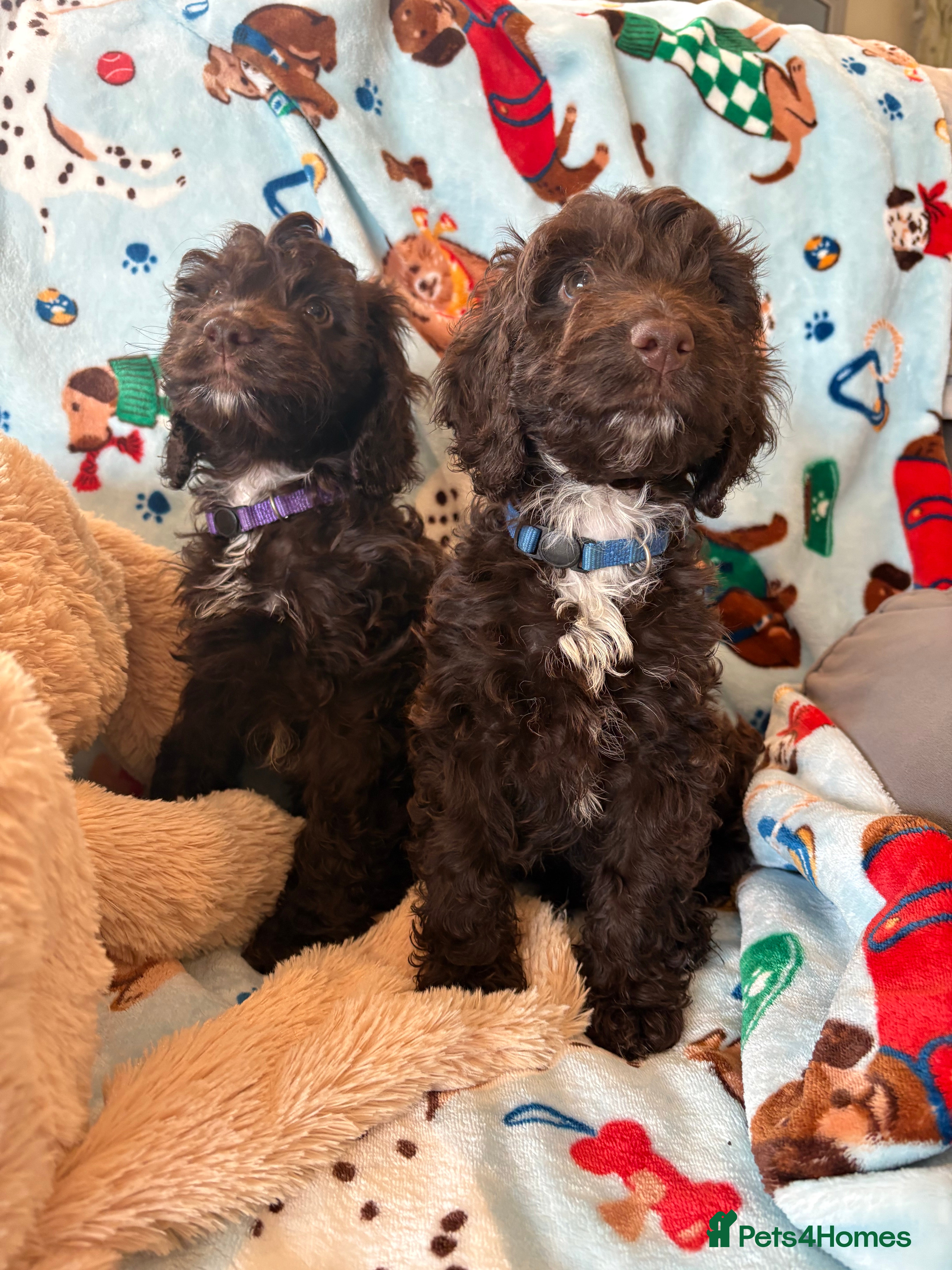 Cockapoo dogs Most Beautiful litter F1 Cockapoo puppies  - Advert 8