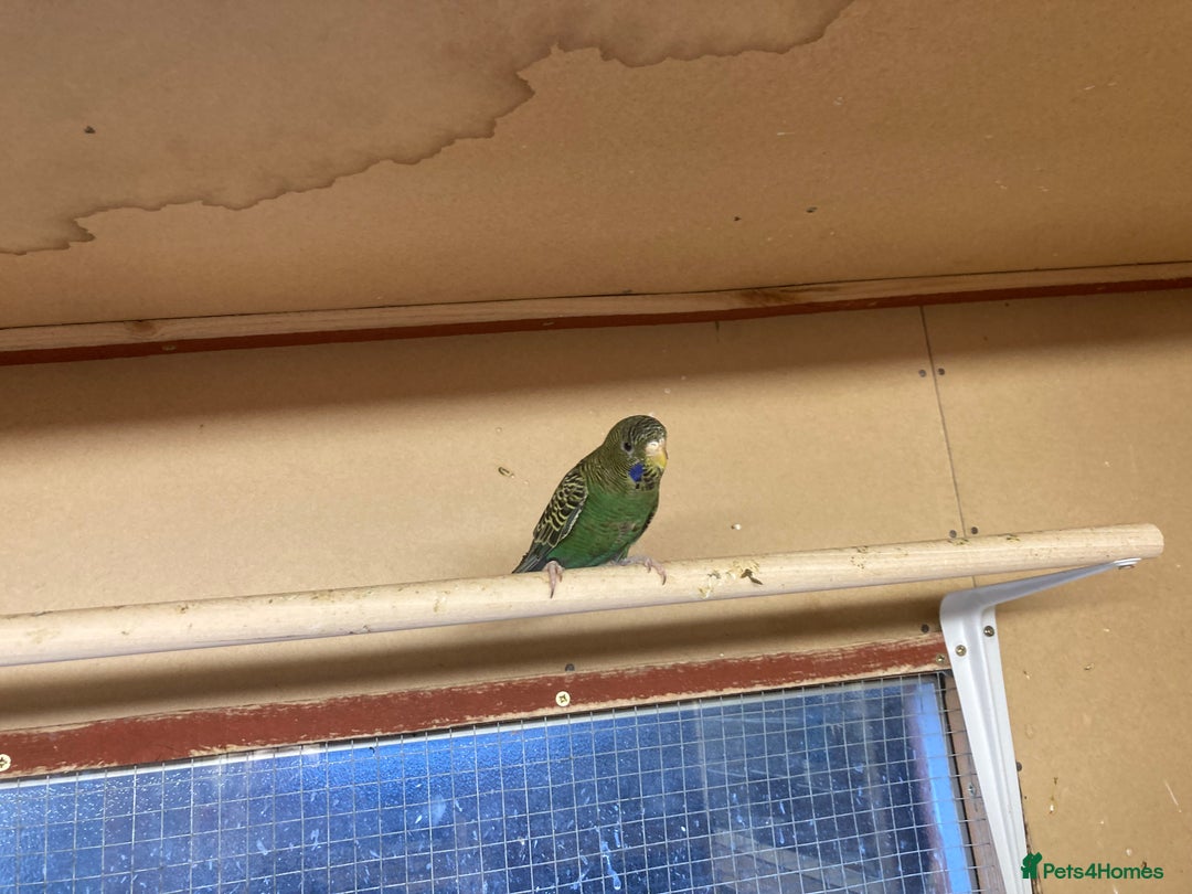 Budgerigars birds for sale: 2025 budgies - Image 4