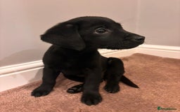 Labrador Retriever dogs for sale: Fabulous Labrador puppies  - Advert 30