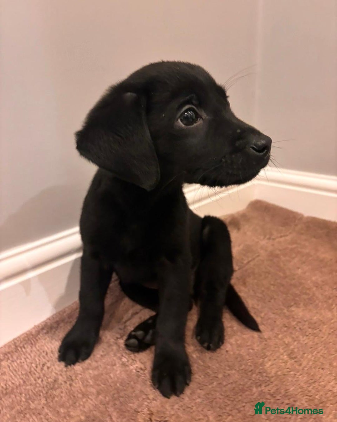 Labrador Retriever dogs for sale: Fabulous Labrador puppies  - Advert 30