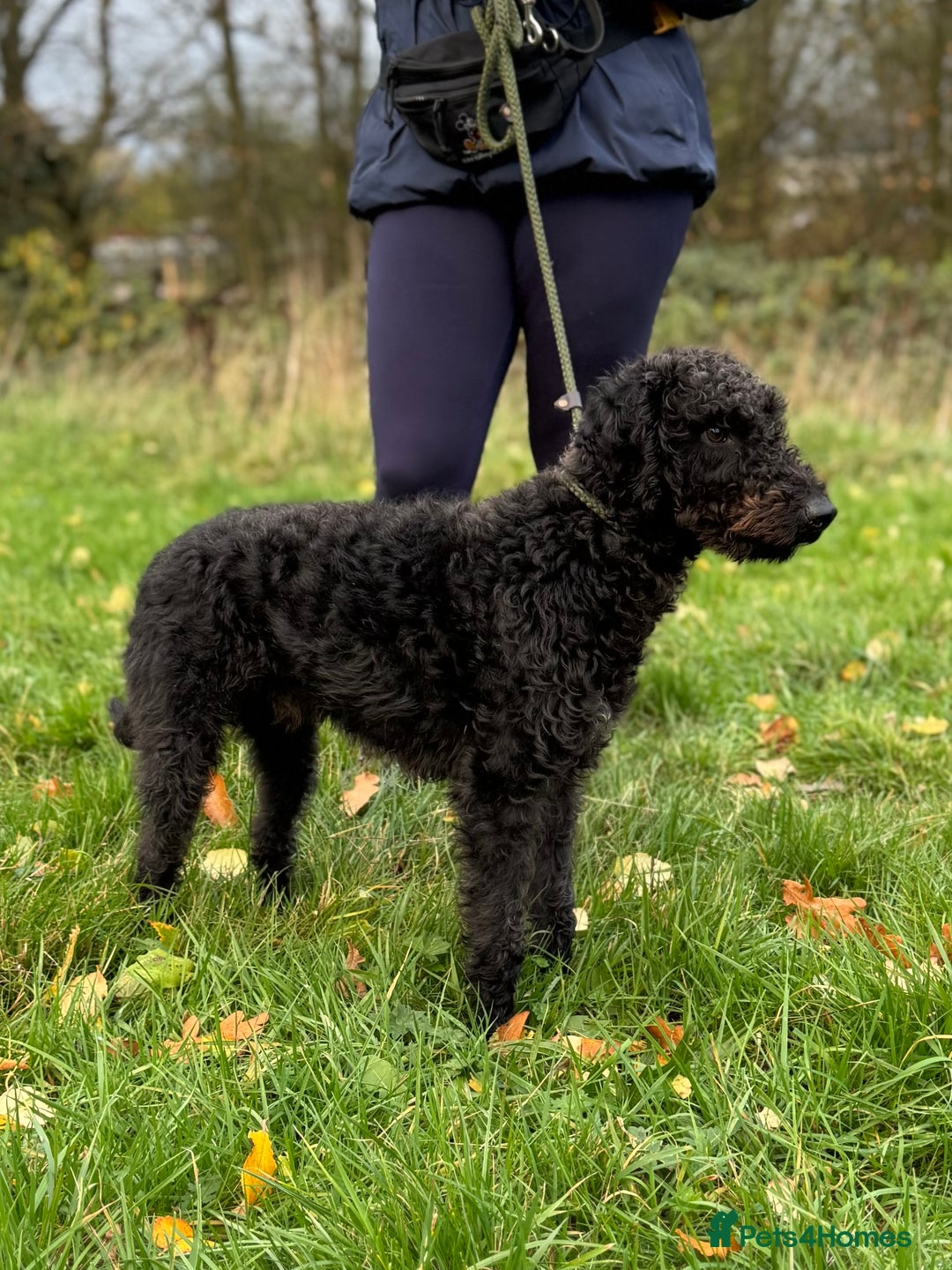 Bedlington Terrier dogs for stud: KC Reg’d Bedlington Terrier at Stud - Advert 5