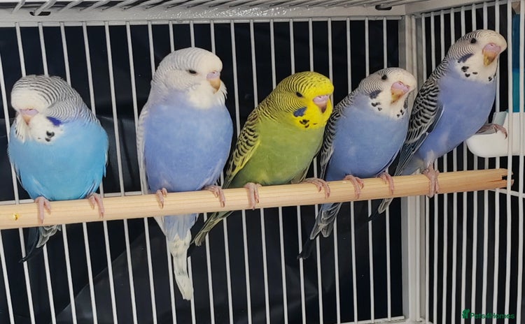 Budgerigars birds - Advert 1