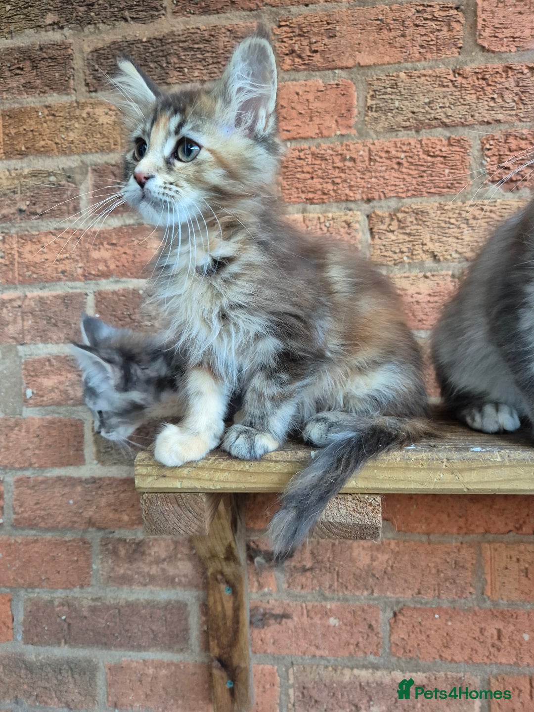 Maine Coon cats for sale: 2 Boys 3 girls Maine Coones kittens - Advert 16
