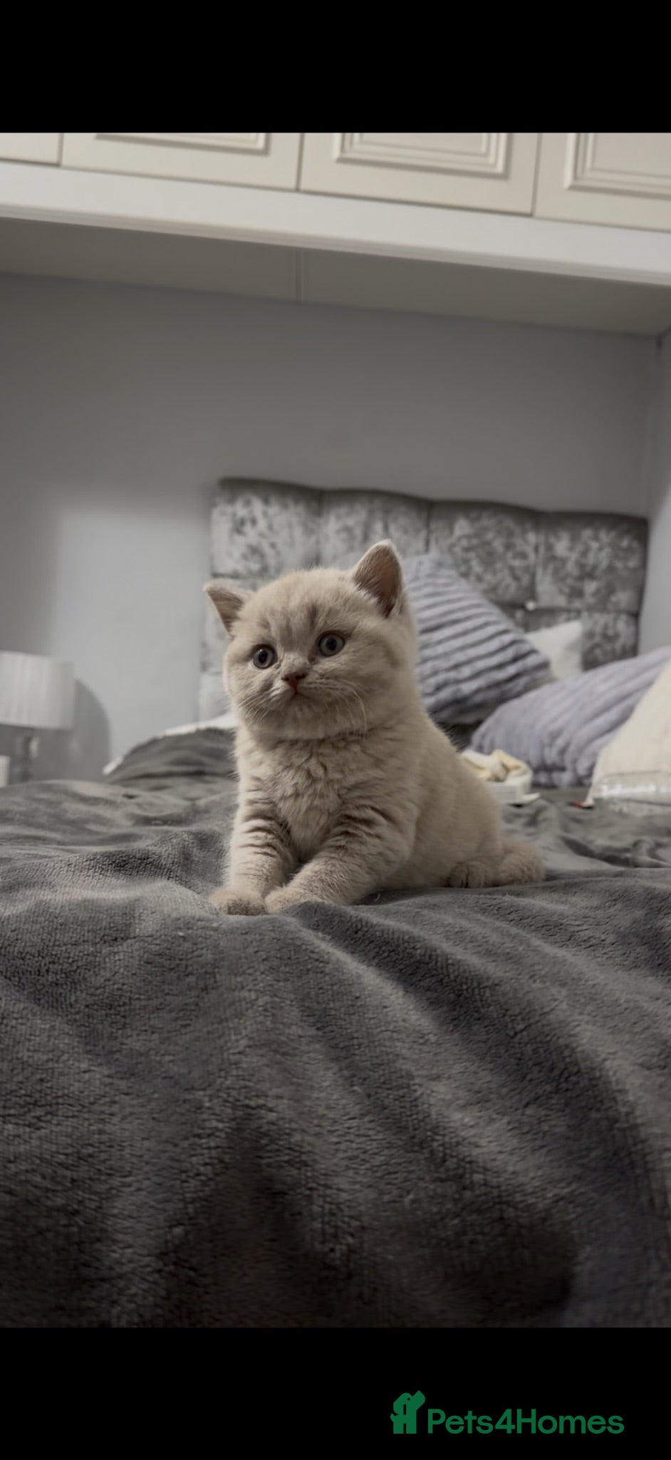 British Shorthair cats Only 2 left-Chunky Lilac British Shorthair Kittens - Advert 3