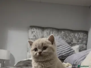British Shorthair cats Only 2 left-Chunky Lilac British Shorthair Kittens - Advert 3