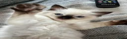 Ragdoll cats for sale: 🏆 champion bloodline pedigree pure ragdoll kitten - Advert 12