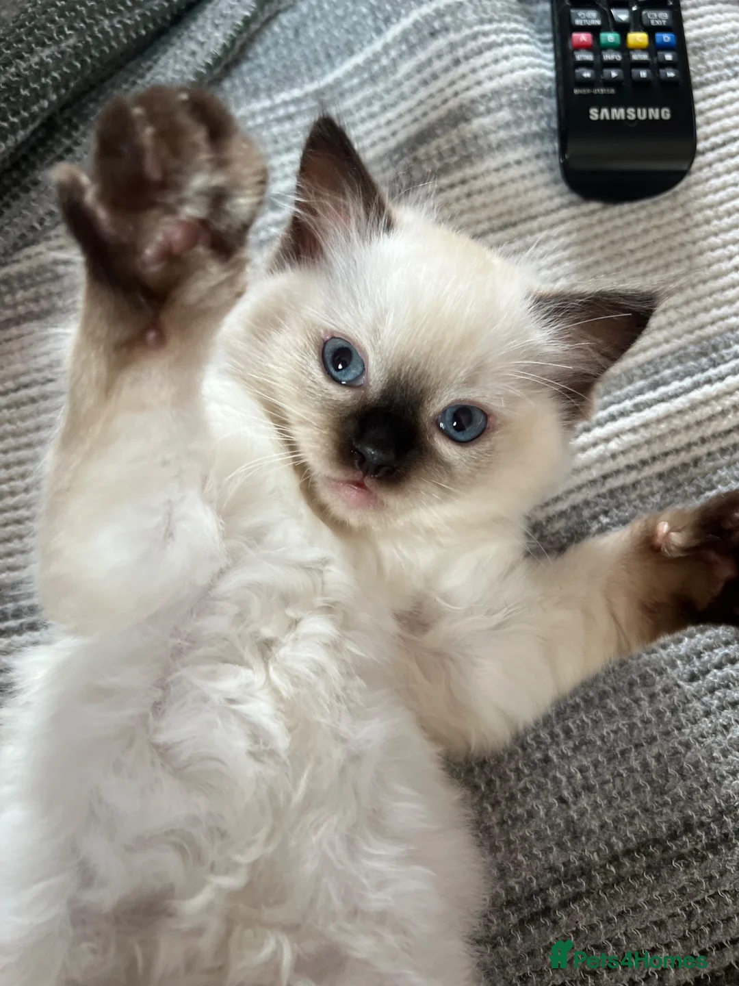 Ragdoll cats for sale: 🏆 Champion Bloodline Pedigree Pure Ragdoll kitten - Advert 2