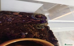 Garter Snake reptiles for sale: Group of Garter Snakes - Image 3