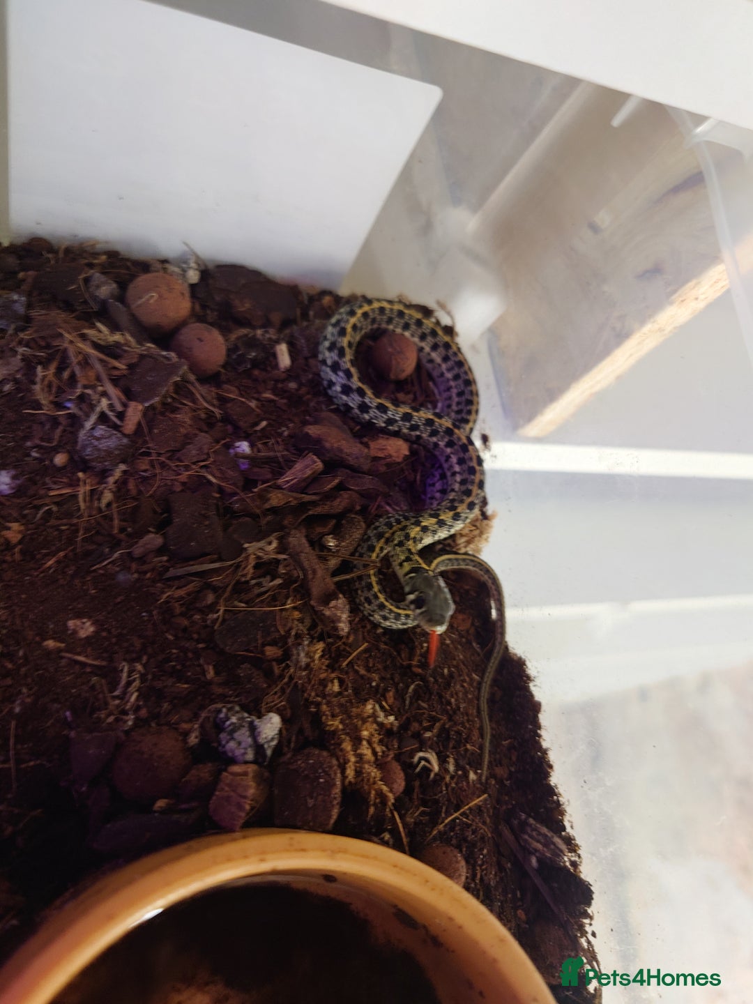 Garter Snake reptiles for sale: Group of Garter Snakes - Image 3