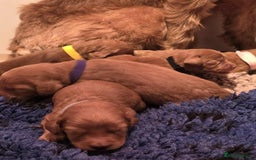 Irish Doodle dogs for sale: Stunning mahogany red multigen Irish doodles  - Image 1